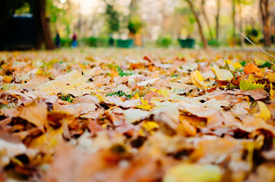 Autumn leaves fallen in a forest