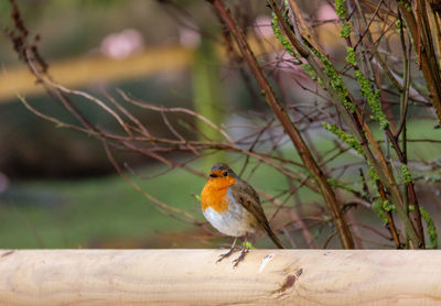 Close-up of robin red-breast perching on wood