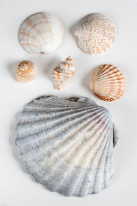 shell