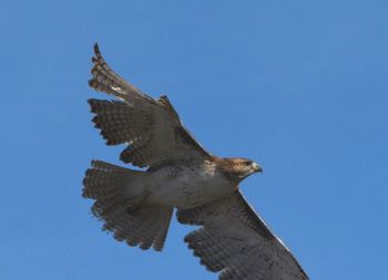 Low angle view of eagle flying against clear sky