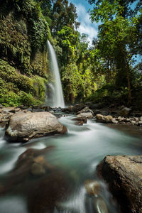 Scenic view of waterfall in forest