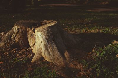 Close-up of tree stump in forest