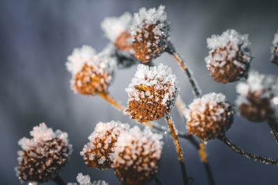 Winter flowers, frost, dried flowers