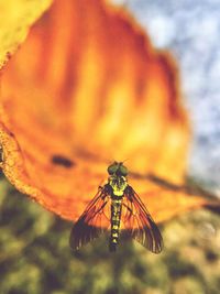 Close-up of insect