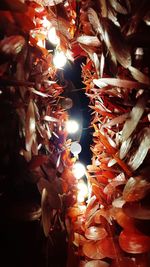 Full frame shot of illuminated flowers