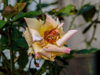Close-up of wilted flower