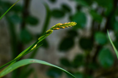 Close-up of yellow flowering plant