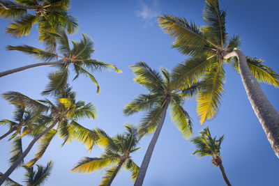 Low angle view of coconut palm trees against blue sky