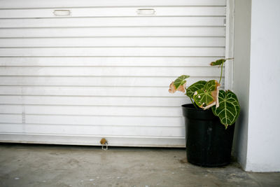 Potted plant against wall garage