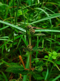 Close-up of insect on blade of grass