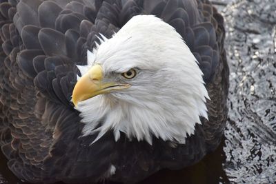 High angle view of eagle