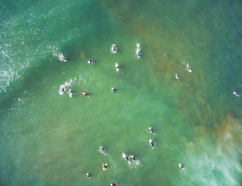 High angle view of flock of ducks in water