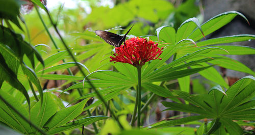 Close-up of butterfly on red flower