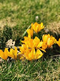 Close-up of yellow crocus blooming on field