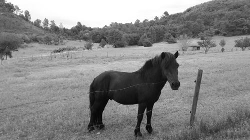 Horse on field against sky