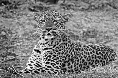 Leopard relaxing on a field
