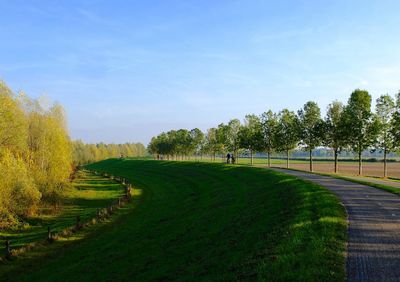 Footpath amidst trees and plants against sky