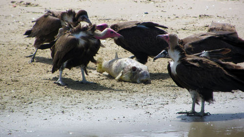 Flock of birds on beach