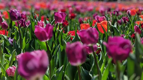 Close-up of pink tulip flowers on field