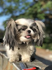 Close-up portrait of a dog