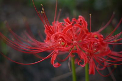 Close-up of red flowering plant