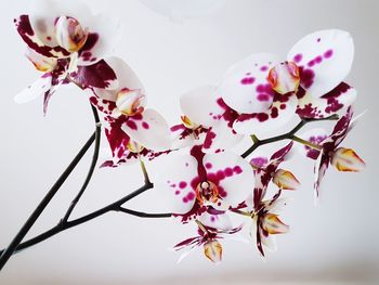 Close-up of pink flowers on branch