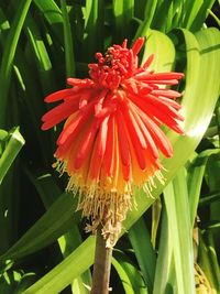 Close-up of pink flower