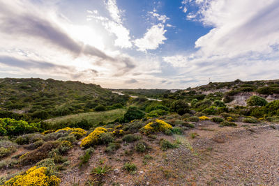 Scenic view of field against sky