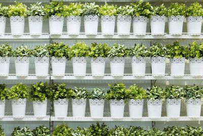 Full frame shot of potted plants on shelf