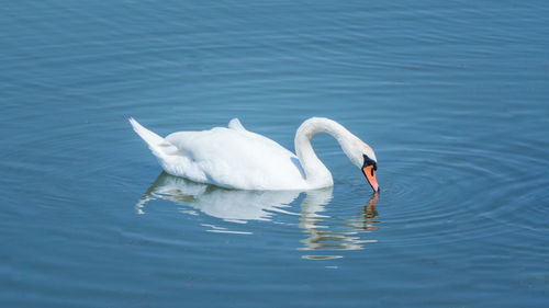 Swans swimming in a lake