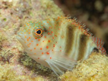 Amblycirrhitus pinos, a redspotted hawkfish