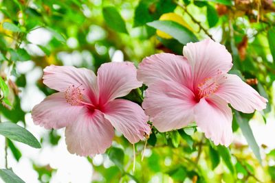 Close-up of pink hibiscus blooming outdoors