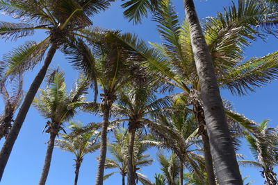 Low angle view of palm trees against blue sky