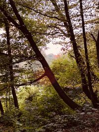 Trees in forest