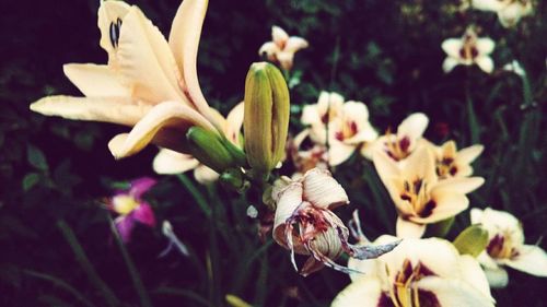 Close-up of day lily blooming outdoors