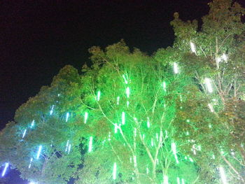 Low angle view of trees against sky at night