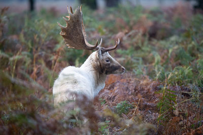 Deer standing on field