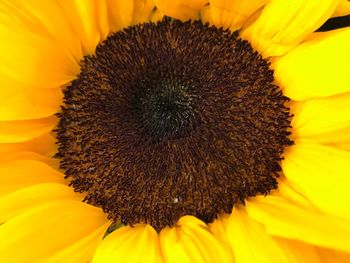 Close-up of sunflower blooming outdoors