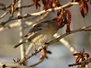 Close-up of sparrow perching on branch