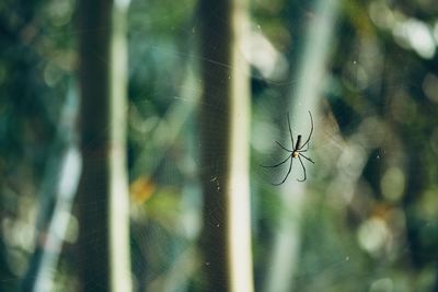 Close-up of spider on web