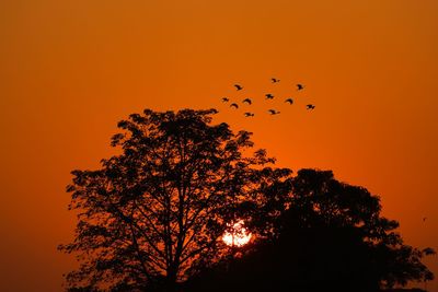 Low angle view of silhouette tree against sky during sunset