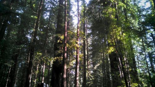 Low angle view of trees in forest