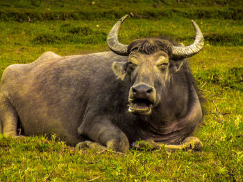 Portrait of lion on field