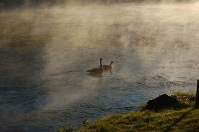 Ducks in water