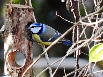 Bird perching on branch