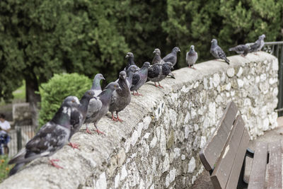 Pigeons perching