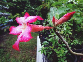 Close-up of wet pink flower blooming outdoors