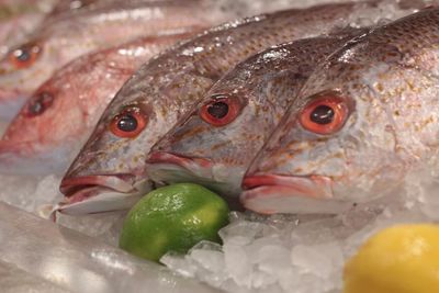 Close-up of fish for sale in market