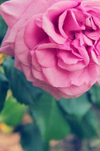 Close-up of pink rose