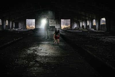 View of dog